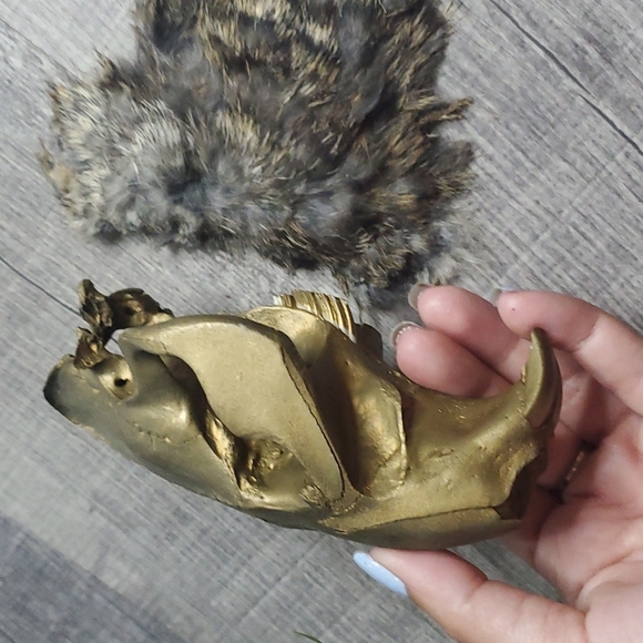 Beaver Skull - Picture 4 of 5